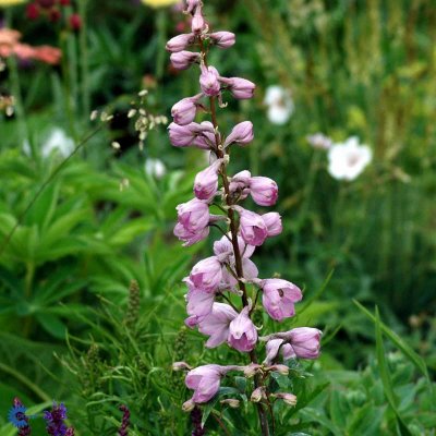 Delphinium elatum Pacific Astolat, Praktriddarsporre, SQ1