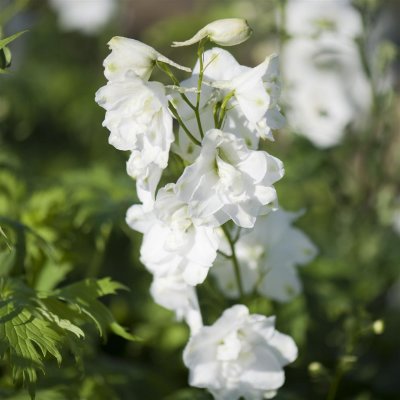 Delphinium elatum Pacific Galahad, Praktriddarsporre, SQ1