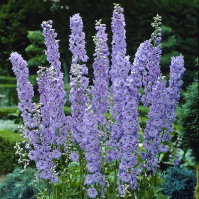 Delphinium elatum Pacific Guinevere