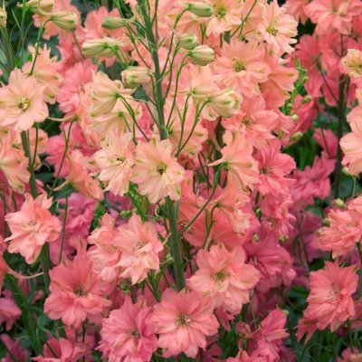 Delphinium elatum Princess Caroline, Praktriddarsporre, P11cm