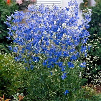 Delphinium grandiflorum Blauer Zwerg, Kinesisk Riddarsporre, P9cm