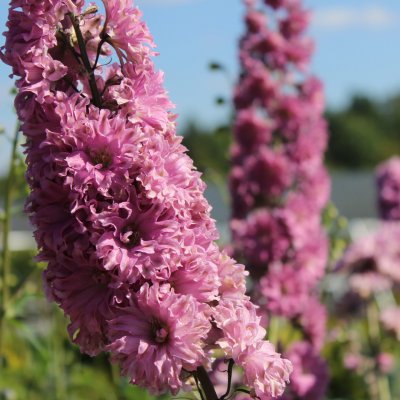 Delphinium Highlander Flamenco ®, Trädgårdsriddarsporre, SQ1