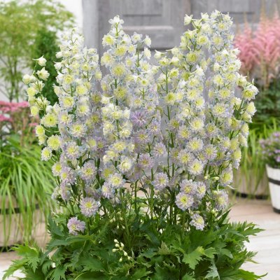 Delphinium elatum Highlander Moonlight ®, Trädgårdsriddarsporre