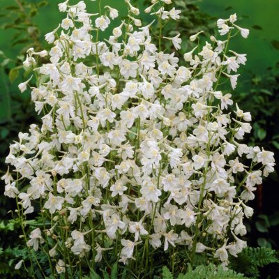 Delphinium Belladonna Moerheimii, Praktriddarsporre