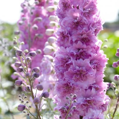 Delphinium elatum New Millenium ™ Sweethearts ®, Trädgårdsriddarsporre, C1