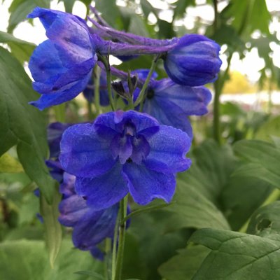 Delphinium Belladonna Bellamosum, Praktriddarsporre