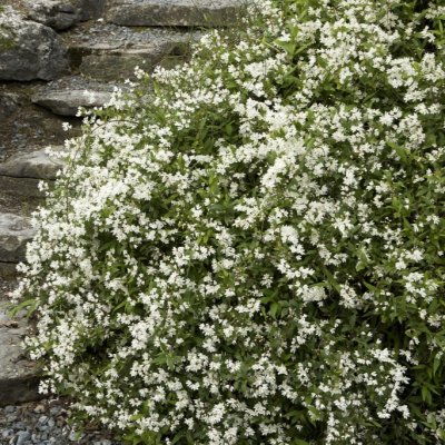 Deutzia gracilis Nikko