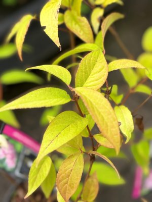 Deutzia hybrida Tourbillon Rouge, Hybriddeutzia