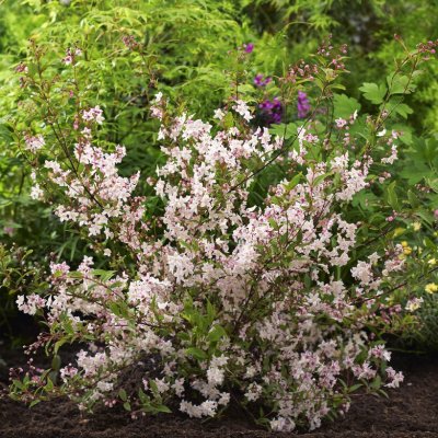 Deutzia Tokyo Delight ®