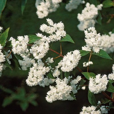 Deutzia magnifica, Praktdeutzia, 40-60 C3