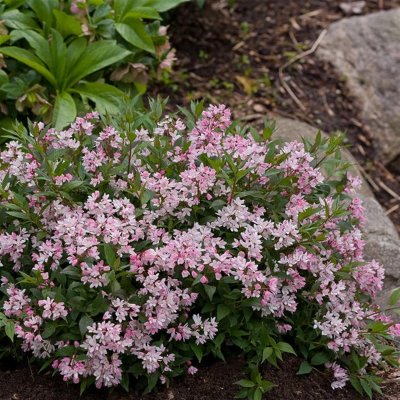 Deutzia x rosea Yuki Cherry Blossom ®, Rosendeutzia, C5
