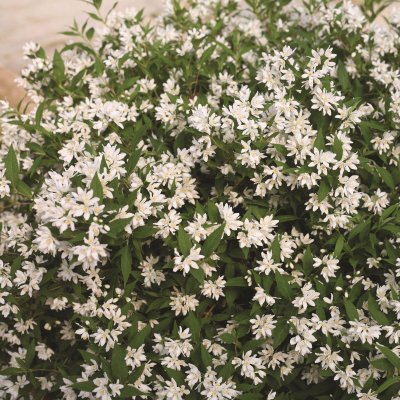 Rosendeutzia