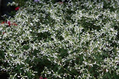 Snötörel, Stickling, Euphorbia Diamond Frost