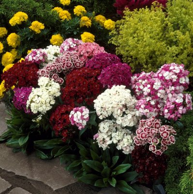 Dianthus barbatus, Borstnejlika