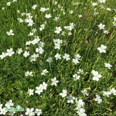 Dianthus deltoides Albiflorus, Backnejlika, P9cm