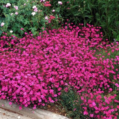 Dianthus deltoides Brilliant, Backnejlika