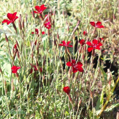 Dianthus deltoides Flashing Light/Leuchtfunk, Backnejlika, C11cm