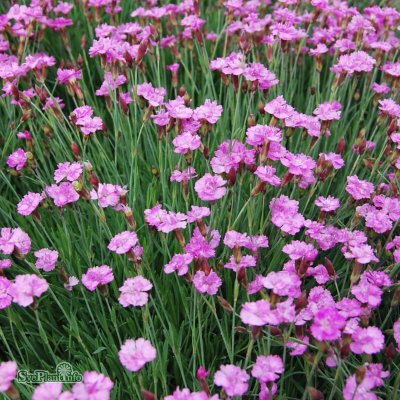 Dianthus gratianopolitanus Pink Jewel, Bergnejlika, P9cm