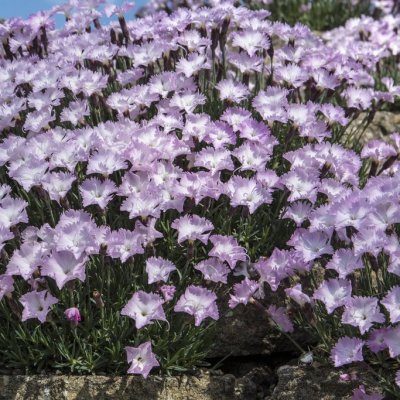 Dianthus gratianopolitanus Whatfield Wisp, Bergnejlika