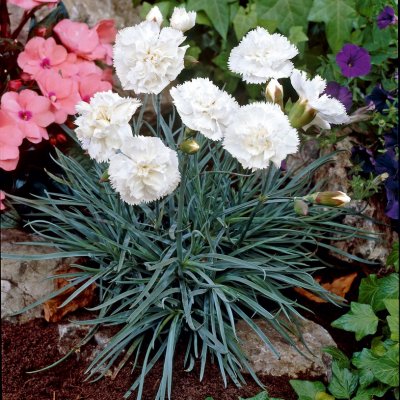 Dianthus plumarius Haytor White, Fjädernejlika, P9cm