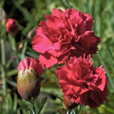 Dianthus plumarius Heidi, Fjädernejlika, P9cm