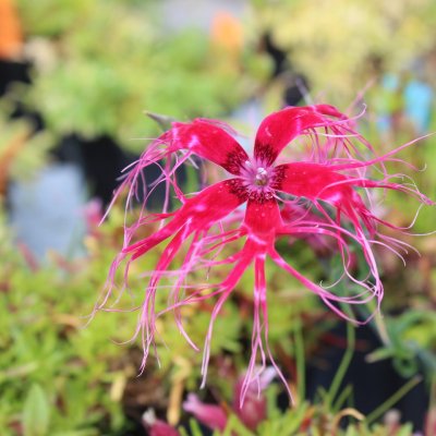 Dianthus isensis Dancing Geisha, Fransnejlika, P9cm
