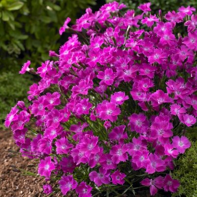 Dianthus Kahori ®