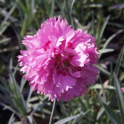Dianthus plumarius Double Rose, Fjädernejlika