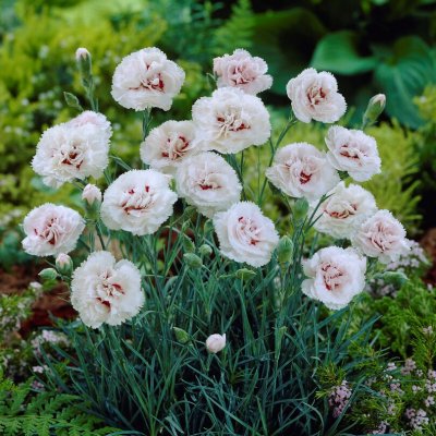 Dianthus plumarius Cranmere Pool, Fjädernejlika, P9cm