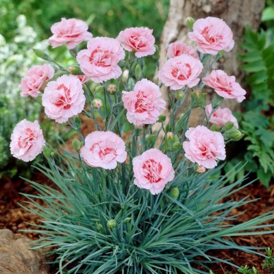 Dianthus plumarius Doris, Fjädernejlika, P9cm