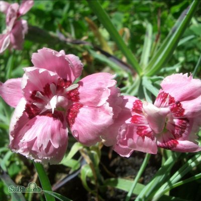 Dianthus plumarius Ine, Fjädernejlika, P9cm