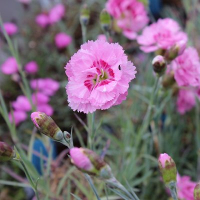 Dianthus plumarius Maggie, Fjädernejlika, P9cm