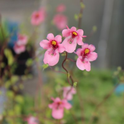 Diascia anastrepta Sani, Nataltvillingsporre, P9cm