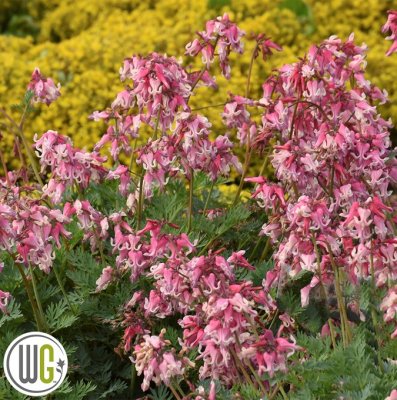 Dicentra formosa Pink Diamonds ®, Fänrikshjärta