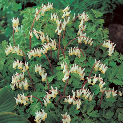 Dicentra cucullaria, Sjömanshjärta, P9cm