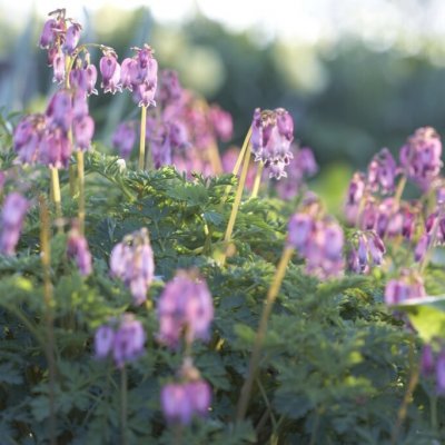 Dicentra eximia Stuart Boothman, Furirhjärta, P11cm