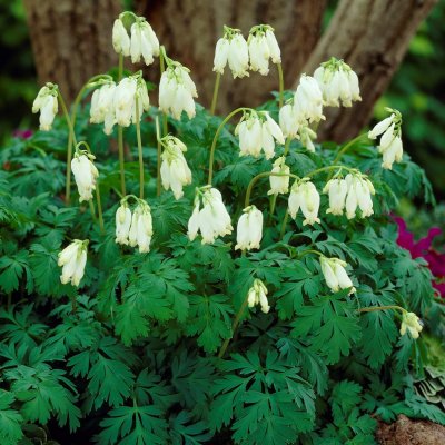 Dicentra formosa Aurora, Stort Fänrikshjärta, C11cm