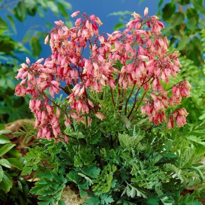 Dicentra formosa Bacchanal, Fänrikshjärta