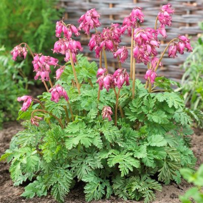 Dicentra formosa Luxuriant, Fänrikshjärta