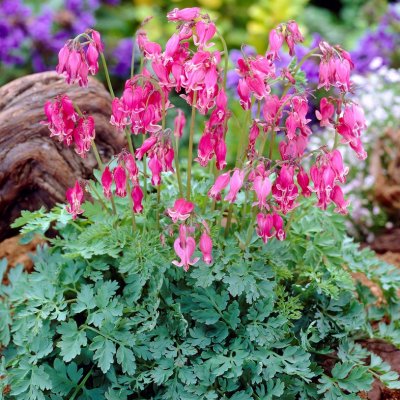 Dicentra rokujo King of Hearts ®, Rokujohjärta