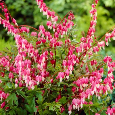 Lamprocapnos spectabilis, Löjtnantshjärta
