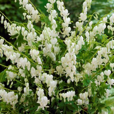 Lamprocapnos spectabilis Alba, Löjtnantshjärta