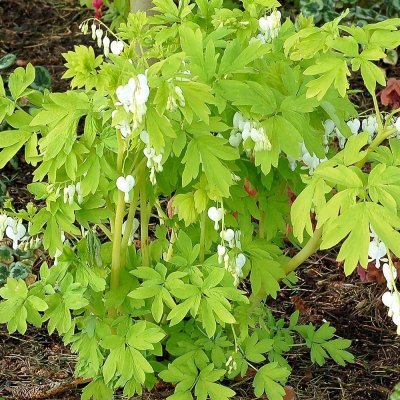 Lamprocapnos spectabilis White Gold ®, Löjtnantshjärta