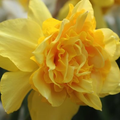 Narciss Dick Wilden - kruka