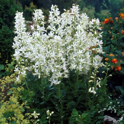 Dictamnus albus Albiflorus, Moses brinnande buske, P9cm