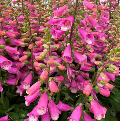 Digitalis purpurea Lucas ®, Fingerborgsblomma