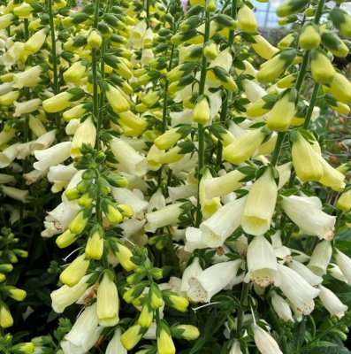 Digitalis purpurea Lucas ® White, Fingerborgsblomma