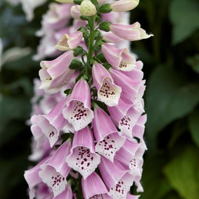 Digitalis purpurea Dalmatian Rose, Fingerborgsblomma, P9cm