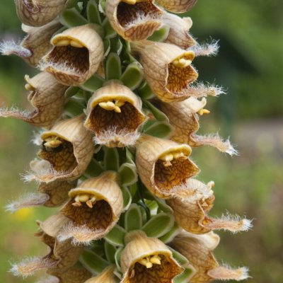 Digitalis ferruginea Gigantea Gelber Herold