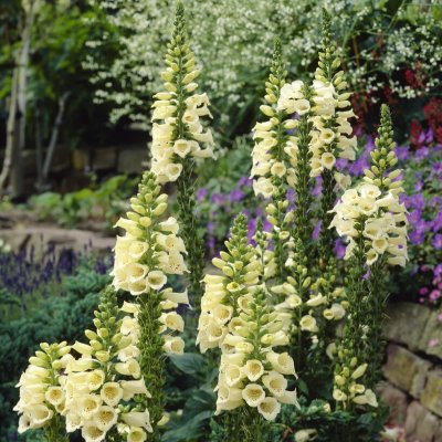 Digitalis grandiflora Carillon, Fingerborgsblomma